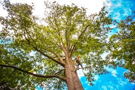 Best Arborist Consultation Services  in Atherton, CA