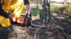 Best Tree Preservation Services  in Atherton, CA