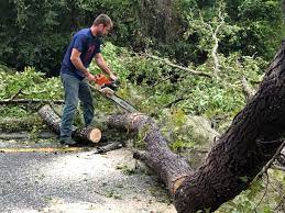 Best Commercial Tree Services  in Atherton, CA