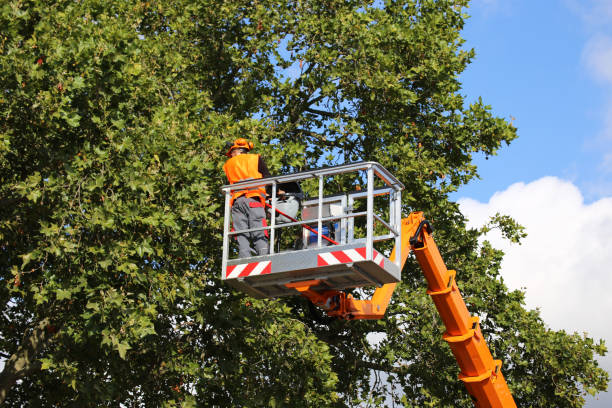 Best Leaf Removal  in Atherton, CA