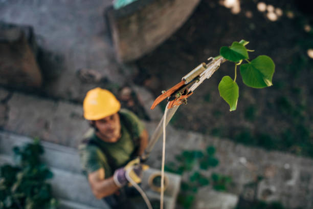 Best Emergency Tree Removal  in Atherton, CA