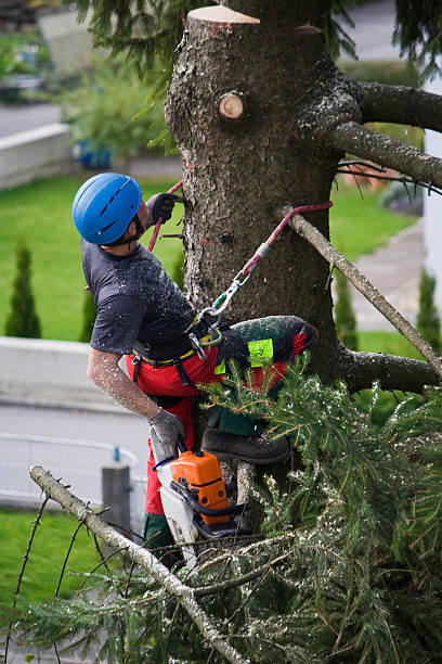 Best Root Management and Removal  in Atherton, CA
