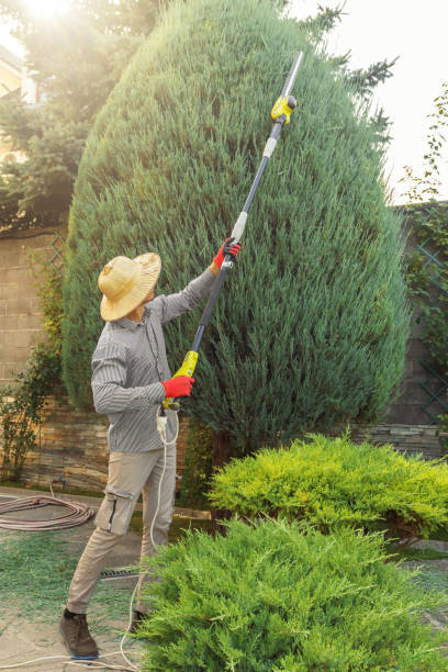 Best Lawn Irrigation Installation and Maintenance  in Atherton, CA