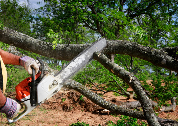 Best Firewood Processing and Delivery  in Atherton, CA