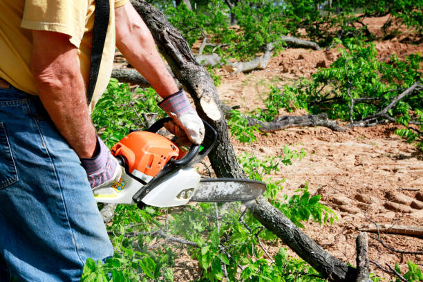 Best Lot and Land Clearing  in Atherton, CA