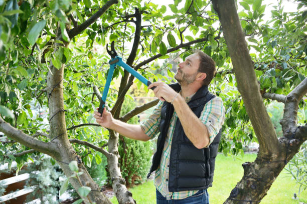 Best Tree Disease Treatment  in Atherton, CA
